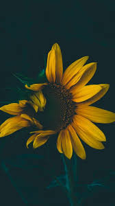 Sunflower Aesthetic Ringtones And Wallpapers Free By Zedge Published by april 1, 2020. sunflower aesthetic ringtones and