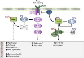 Molecular Pathogenesis Of B Cell Lymphomas Sciencedirect