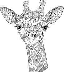 Download and print this giraffe coloring pages for adults 73193 for the cost of nothing, only at everfreecoloring.com. Giraffe Adult Coloring Stock Illustrations 139 Giraffe Adult Coloring Stock Illustrations Vectors Clipart Dreamstime