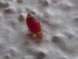 Dospělé štěnice mají oválné žlutohnědé nebo červenohnědé tělo ( velikosti do mm), nymfy jsou slámově zbarvené o velikosti cca mm. Stenice Ptaci Wikipedie