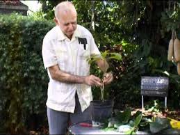 A step by step guide of the two best grafting techniques, that can be used to graft apples, pears and several other types of fruit trees. How To Graft Your Avocado So It Produces Fruit I Have Another Pin On Growing An Avocado Sapling From An Avocad Avocado Tree Grafting Fruit Trees Avocado Plant