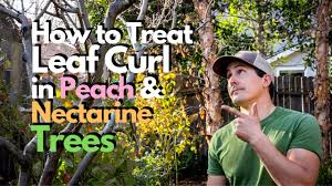Peach leaf curl and the damage it can do to your peach trees. How To Treat Leaf Curl In Peach And Nectarine Trees Youtube