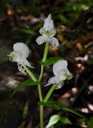 Image result for Disperis reichenbachiana