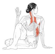 Ardha Matsyendrasana Yogaanatomy Net Yoga Muscles Yoga Anatomy Yoga Postures