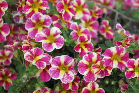 Image result for foto Million Bells