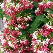 Tanaman hias bunga merambat flame vine/stefeanood orange: Jual Benih Bibit Tanaman Merambat Terbaru Bibit Online