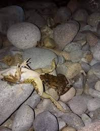 The Champ on X: Animal Porn 💀✌ t.cokf1vRHjxOG  X