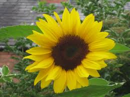 Daun hijau tua yang lebar dan besar. Poems About Sunflowers Nurturestore Sunflower Growing Sunflowers Educational Garden
