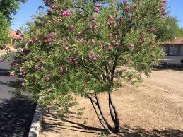Featuring over 400 beautiful bouquets and floral. Desert Willows Sonoran Desert Natives Gardening Columnist Mary Kidnocker Gvnews Com