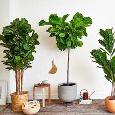 A fiddle leaf fig struggling to find nutrients may not respond as well to pinching, notching or pruning. The Best Faux Fiddle Leaf Fig Tree Apartment Therapy
