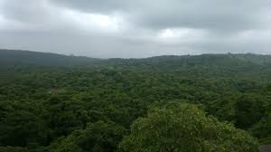 Www.flickr.com/groups/aarey/ i'll add to instagram. What Govt Won T Tell You About 3 500 Trees Being Cut For Development In Mumbai Youth Ki Awaaz