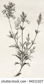 Image result for Orthosiphon schimperi