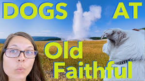 New children's book tells story of Jade, the dog lost in Yellowstone for 44  days