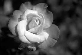 Get inspired with our handpicked collection of flower pictures hd to 4k quality available for commercial use download now for free! Flowers In Black White Art Prints For Home Office Interior Design Art Prints For Home And Office Mark Krasnow Photography