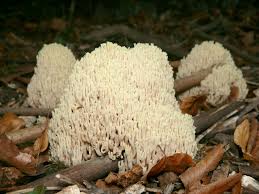 Image result for Ramaria stricta