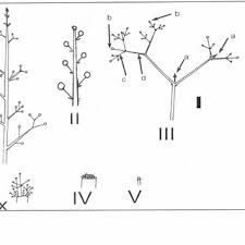 Image result for Commiphora fulvotomentosa