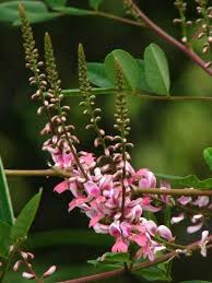 Image result for Indigofera dyeri