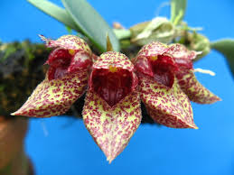 Image result for Bulbophyllum josephi