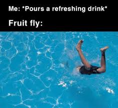 25 Best Memes About Fruit Fly Fruit Fly Memes