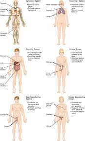Start studying the human body. The Human Organ Systems Human Anatomy And Physiology Lab Bsb 141