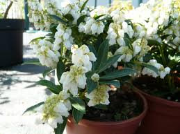 Image result for Pieris japonský debutante obrázek