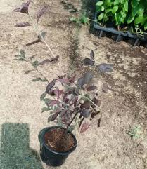 Image result for Iresine lindenii