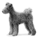 Pumi Puppies For Sale - AKC PuppyFinder