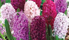 We did not find results for: How To Grow Hyacinths Thompson Morgan