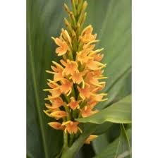 Image result for Helichrysum moggii