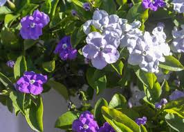 Image result for Brunfelsia pauciflora