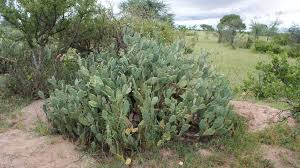 Image result for Ozoroa okavangensis