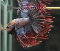 Nice Bettas For Sale Hmpk Ct Hm Betta Club Singapore Betta Siamese Fighting Fish Fish Pet
