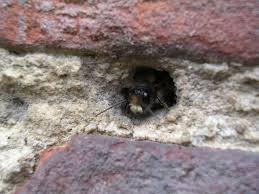 Black And White Striped Ground Bees Masonry Bee In Brick Walls Brick Wall Bee Brick