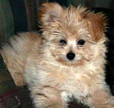 The pomeranian poodle mix is often referred to as a pomapoo, the poopom, or the pomadoodle, and this hybrid dog is a mix between a toy poodle and a pomeranian, which are both small dogs. Pomapoo Pomeranian Poodle Mix Poodle Mix Breeds Poodle Mix Pomapoo