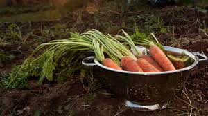When to harvest carrots from garden? How To Grow Carrots Growing Carrots
