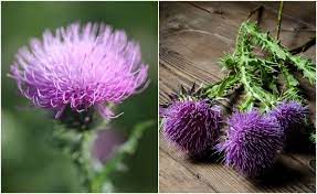 Pin On Herbalism