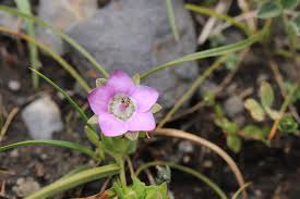 Image result for Swertia usambarensis