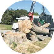 I cannot express how impressed more. Tree Service Tree Removal Tree Trimming Boulder Co