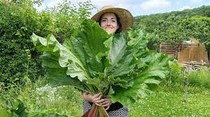 Heute ist johannistag und der winter hat die südspitze des landes erreicht. 24 Juni Ist Johannistag Was Jetzt Im Garten Zu Tun Ist Mdr De