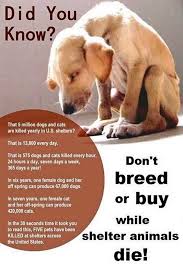 Adopt Don T Shop Dogs Shelter Dogs Adoption