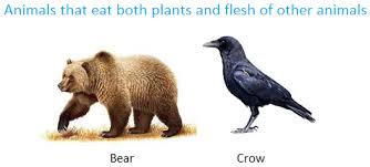 Food For Animals Different Animals Eat Different Kinds Of Food Examples