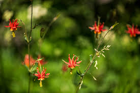 Image result for Swertia tetrandra