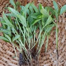 This chart provides general guidelines for vegetable crops that are amenable to succession planting at intervals. Saga Saget Or Spider Flower Plant Malisho Bora