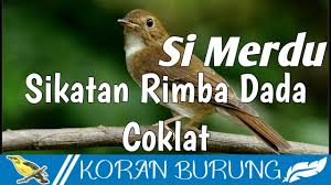 Mungkin anda akan merasa kesulitan memilih merpati yang bagus, tapi seiring berjalannya waktu. Suara Burung Minta Duit Pelanduk Dada Putih White Chested Babbler Trichastoma Rostratum By Wiso Geni