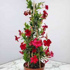 Image result for Dactyladenia