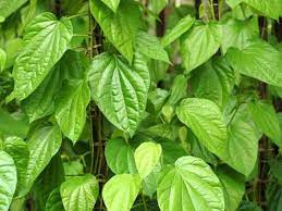 8 manfaat daun sirih untuk wajah dan kecantikan menyembuhkan jerawat yang meradang. 39 Manfaat Daun Sirih Merah Dan Hijau Untuk Mata Wajah Juga Bagi Wanita Diadona Id