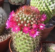 The spines of these cactuses are designed to catch hold of anything that comes in range, including you. My Cactus Was Growing Well But Now It S Starting To Turn Brown Orange Is This A Sign Of Over Water Or Under Water Quora