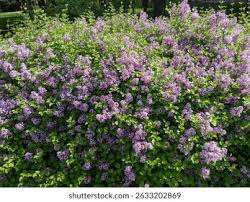Image result for Syringa meyeri ´Palibin