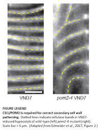This is located in between the the composition of the secondary cell wall majorly consists of cellulose along with other substances like glycoproteins, lignin, and polysaccharides. Plantae Evidence For Two Distinct Stages In Secondary Cell Wall Formation Of Xylem Plantae
