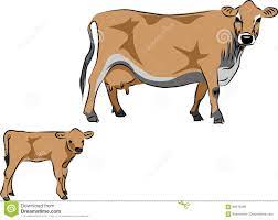 Jersey Cattle Stock Vector Illustration Of Vector Calf 94616489